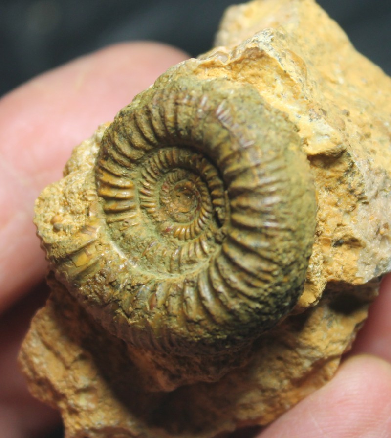 Stephanoceras, ammoniten 