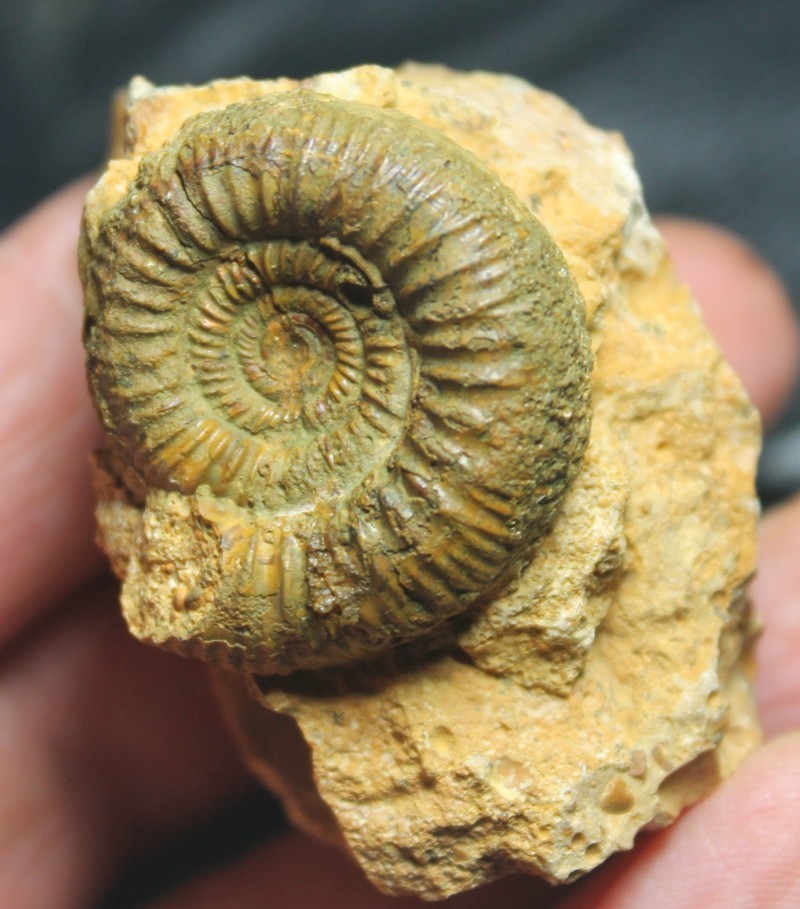 Stephanoceras ammoniten 