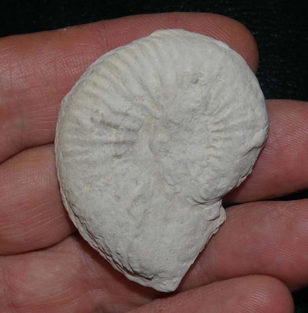 Stephanoceras ammoniten 