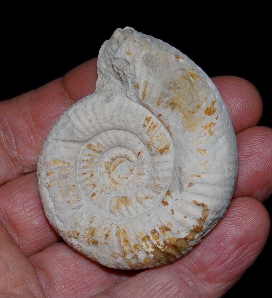 Perisphinctes (Dichotomosphinctes) gr. antecedens