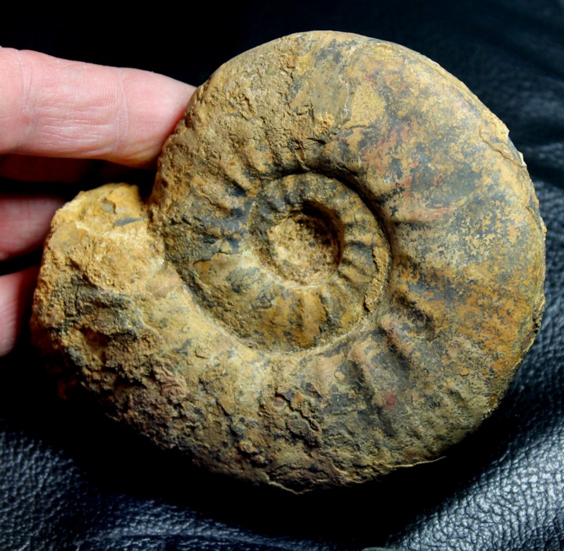Proplanulites koenigi