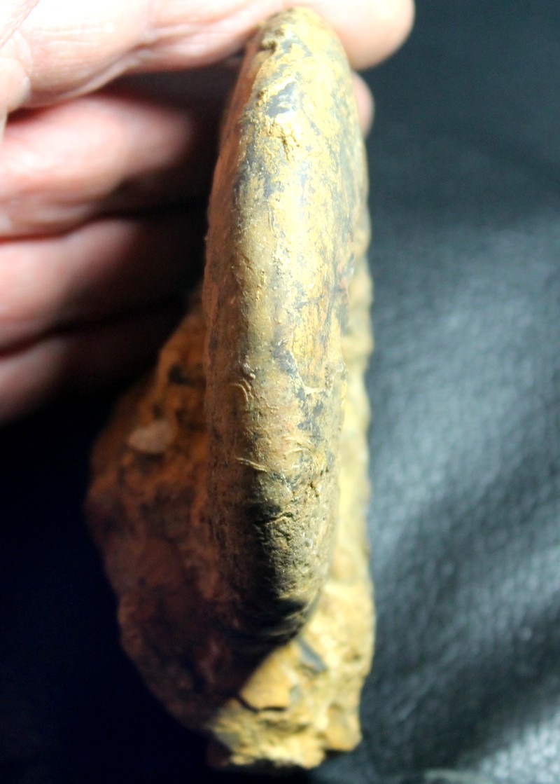 Proplanulites koenigi
