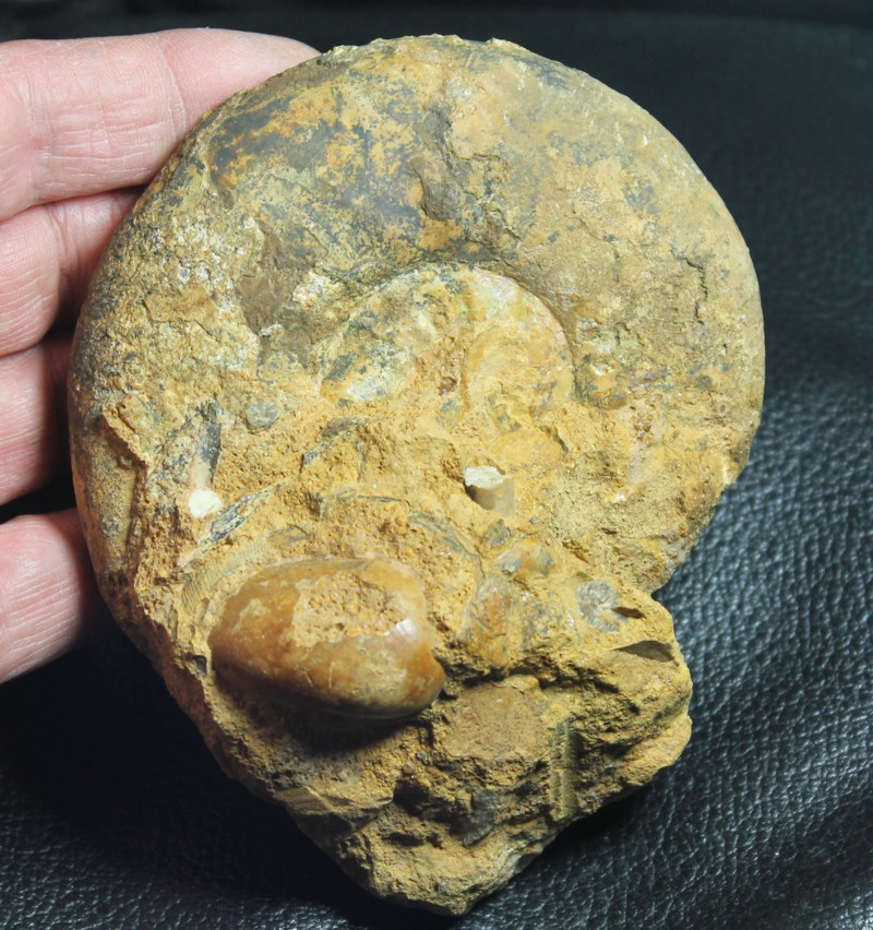 Proplanulites koenigi