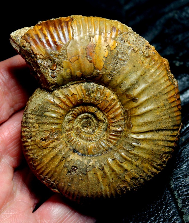 Perisphinctes 