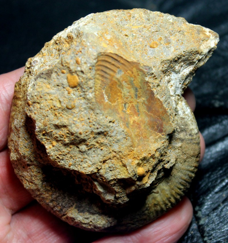 ammonite 