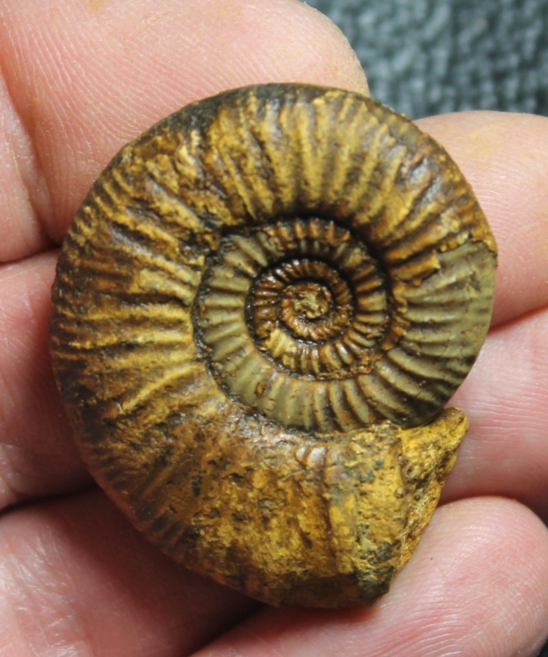 Perisphinctes 