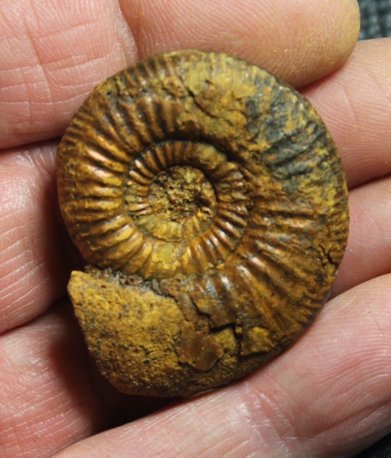 ammonite 