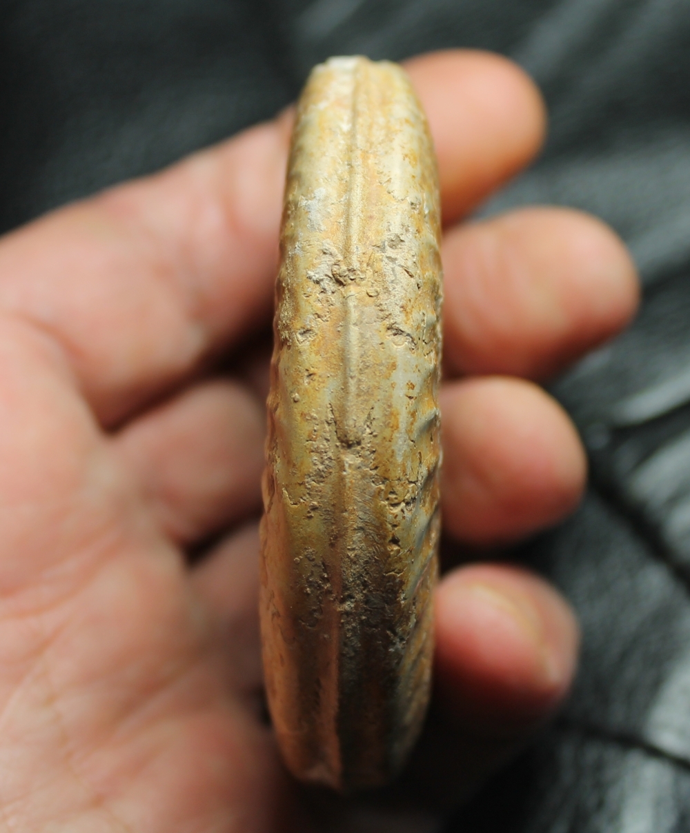Hildoceras bifrons