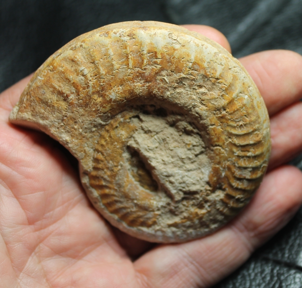 Hildoceras bifrons
