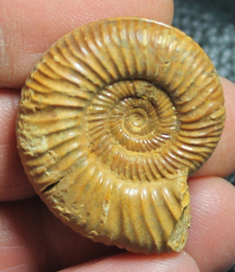 Perisphinctes 