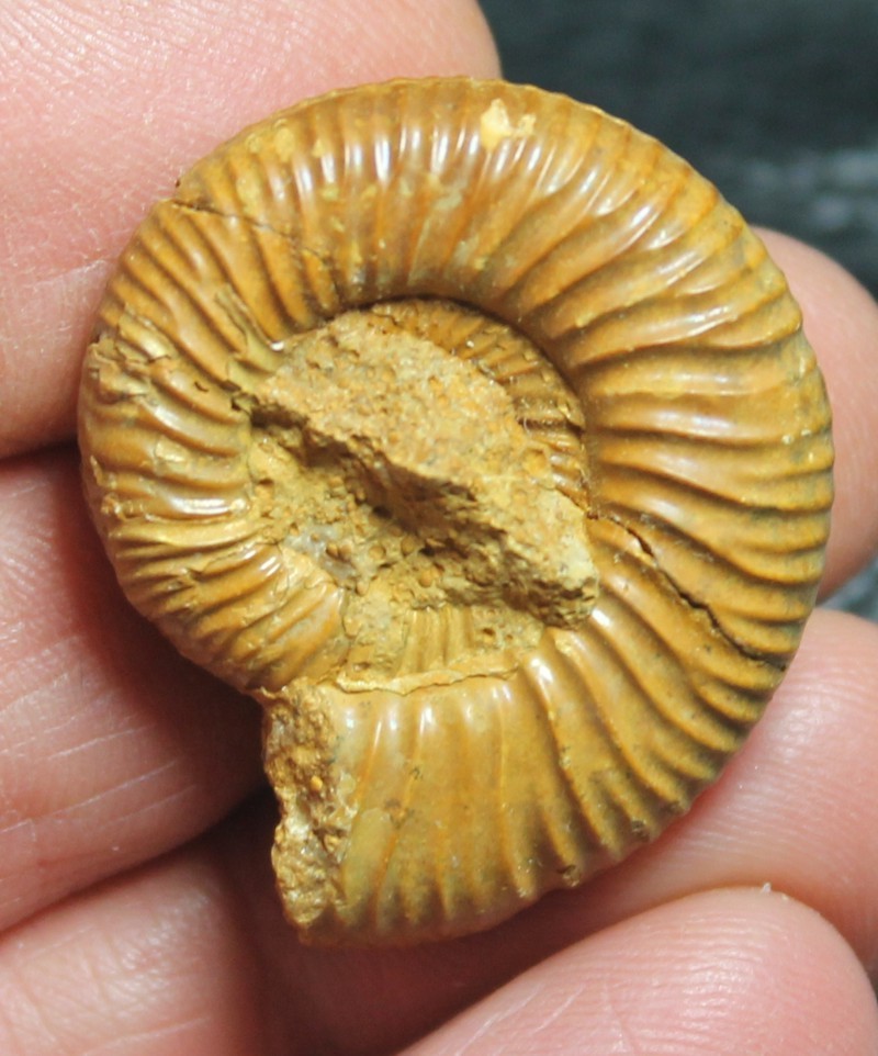 ammonite 