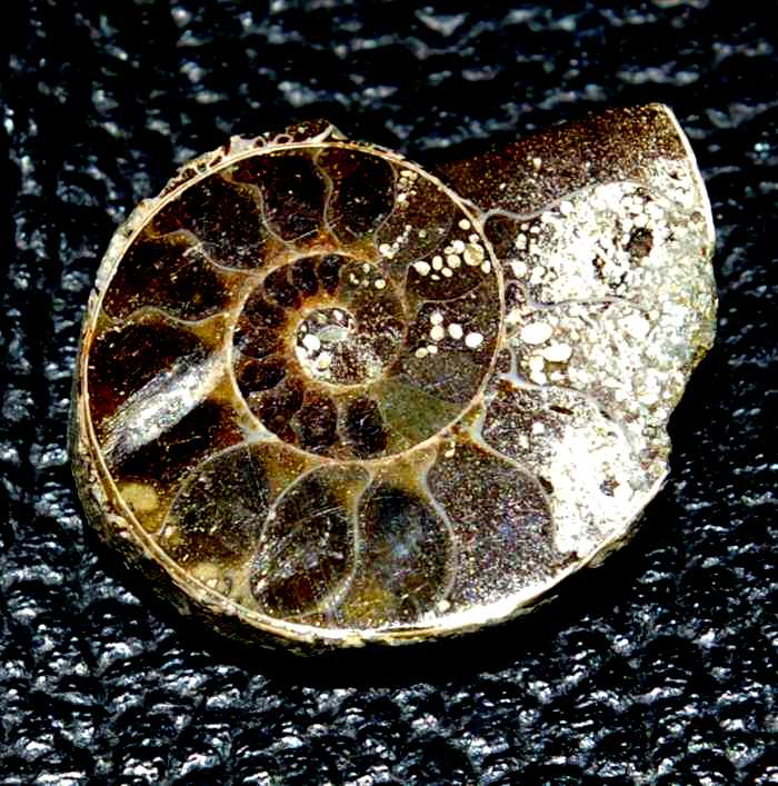 Polished nmmonites