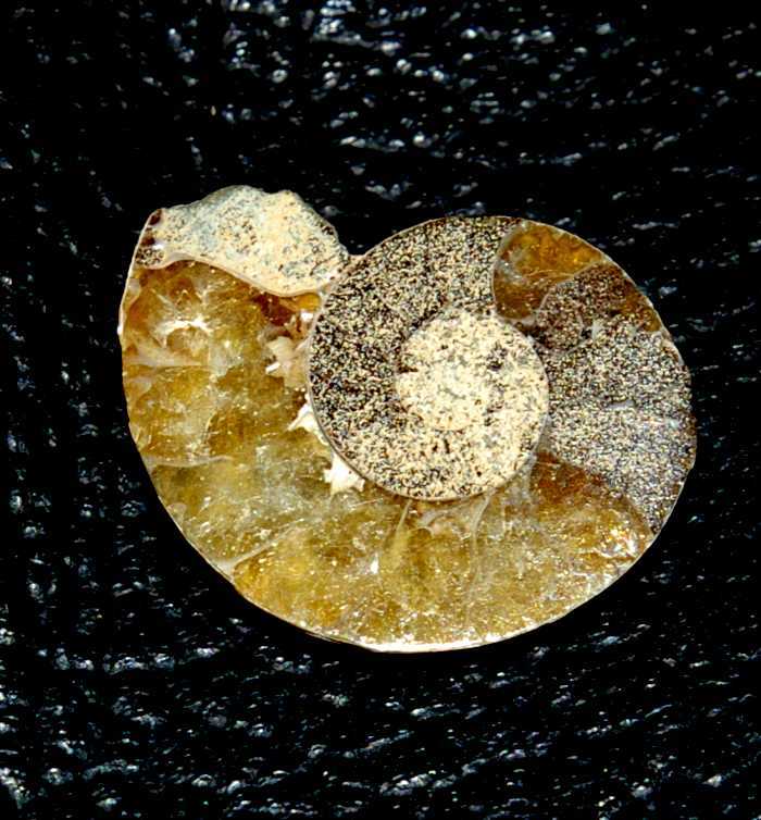 Polished nmmonites