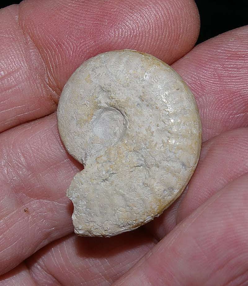 Oxfordian ammonite