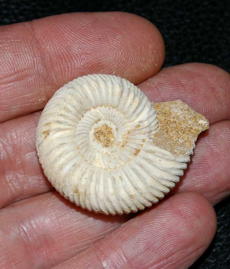 Perisphinctes nmmonite