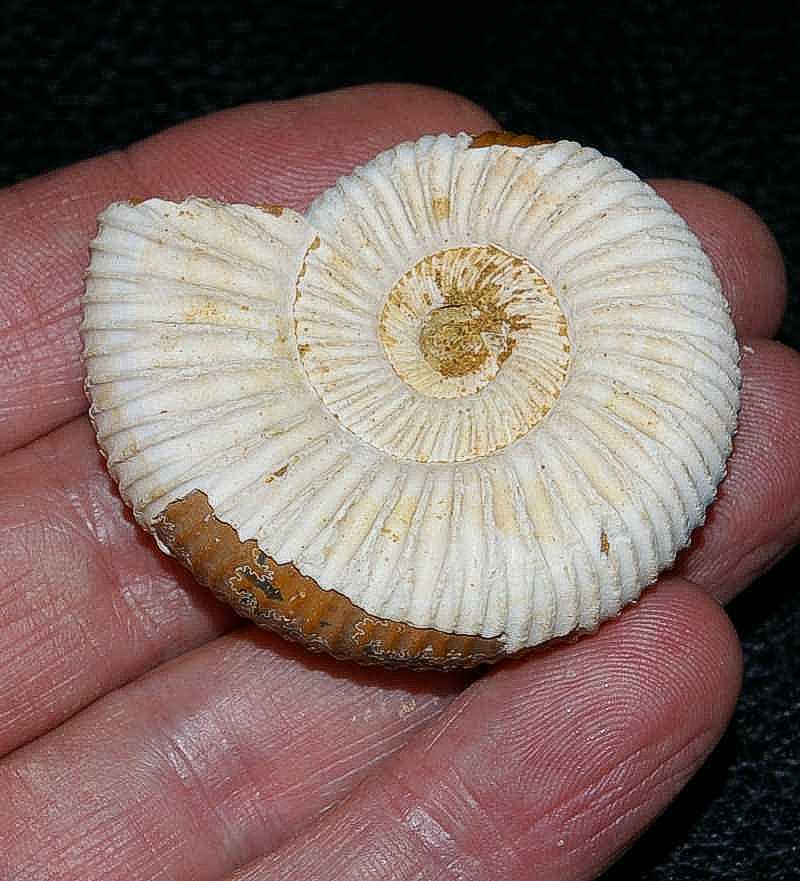 Perisphinctes sp