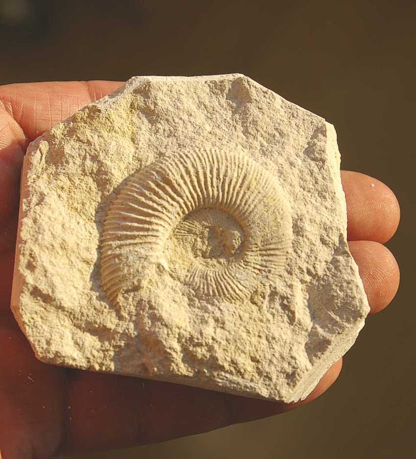 Perisphinctes  dybowskii