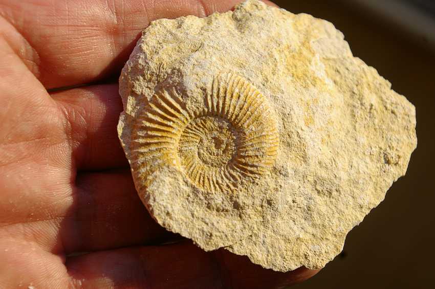 Oxfordian ammonite
