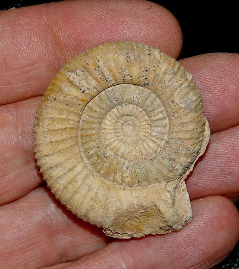 Peronoceras turriculatum