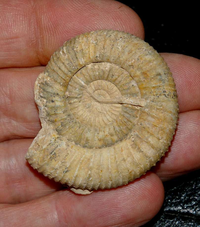 Toarcian Ammonite