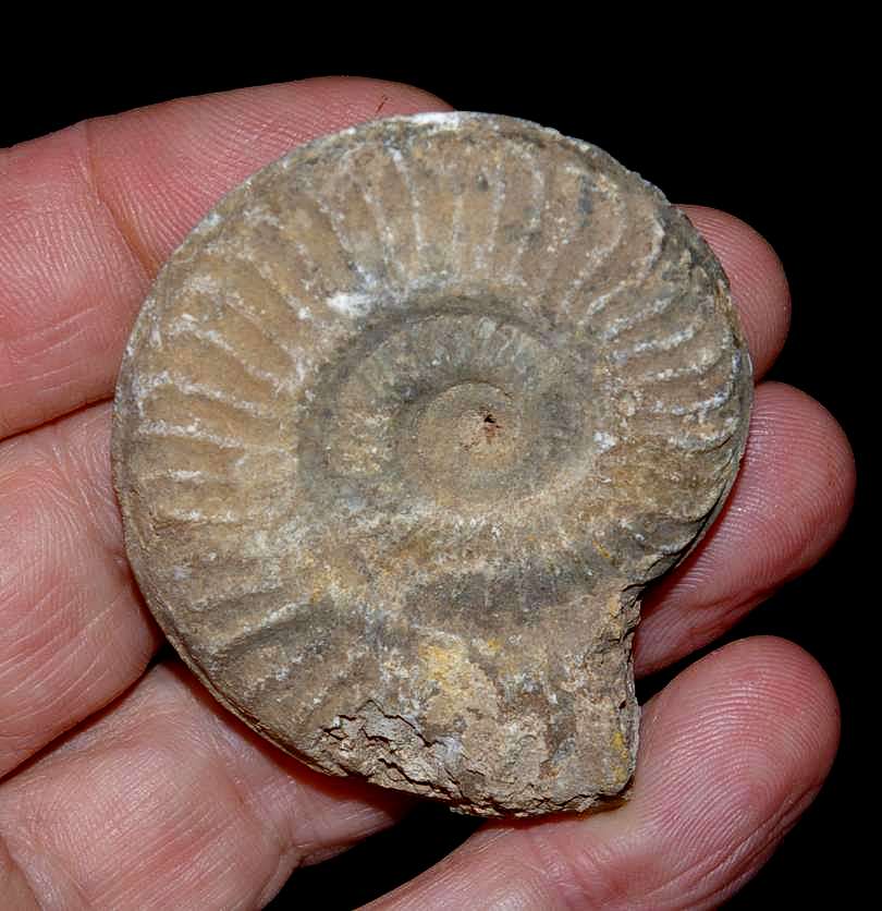 Hildoceras lusitanicum