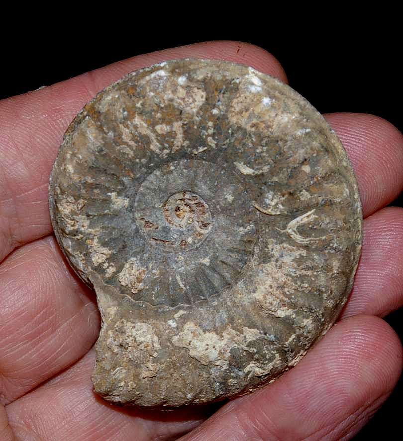 Toarcian Ammonite