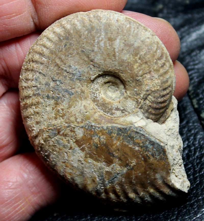 Esericeras eseri