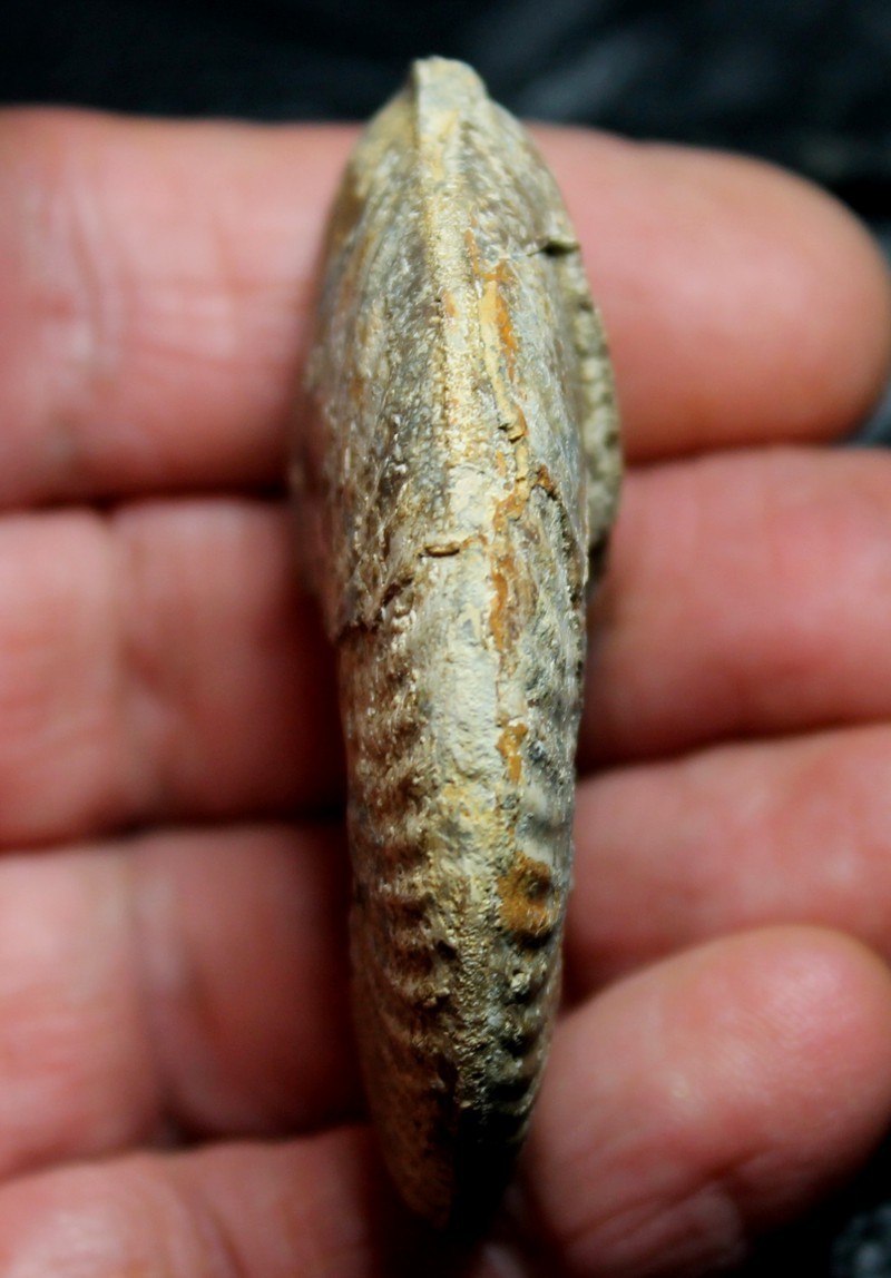 Esericeras eseri