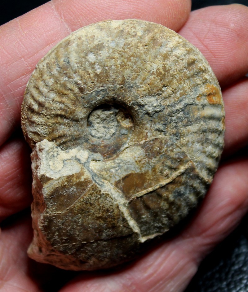Esericeras eseri