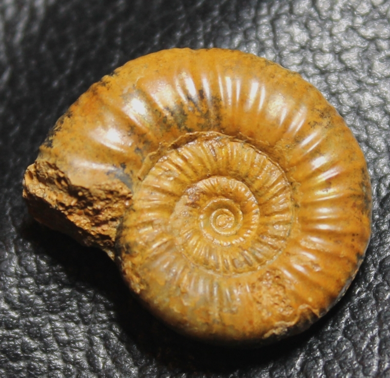 Callovian ammonite