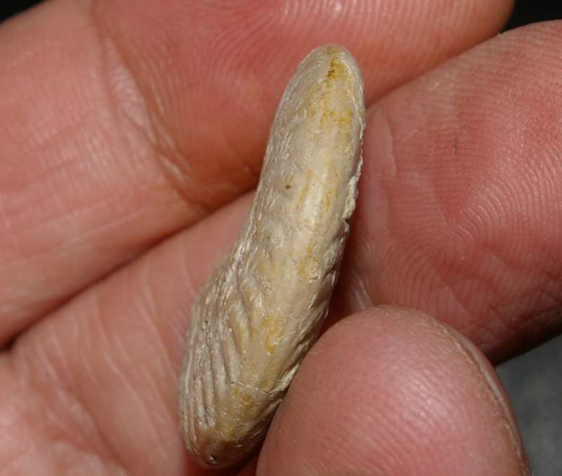 Oxfordian ammonite