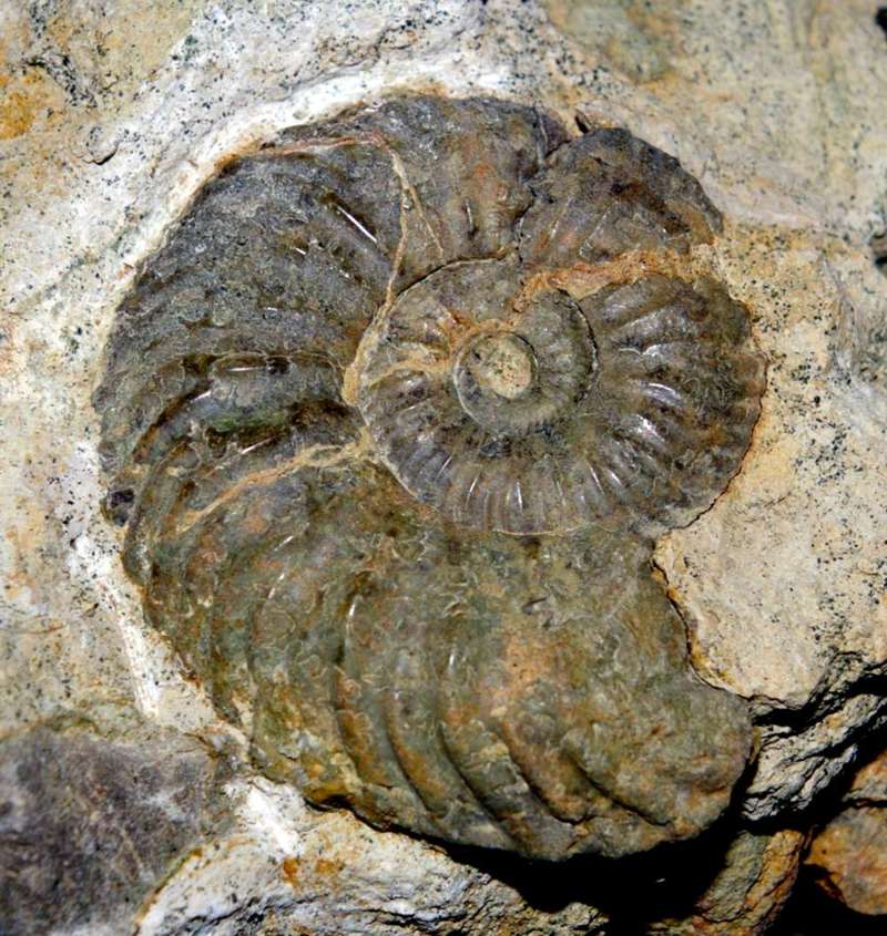 Callovian ammonite