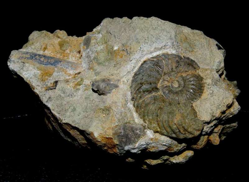 Callovian Cardioceras