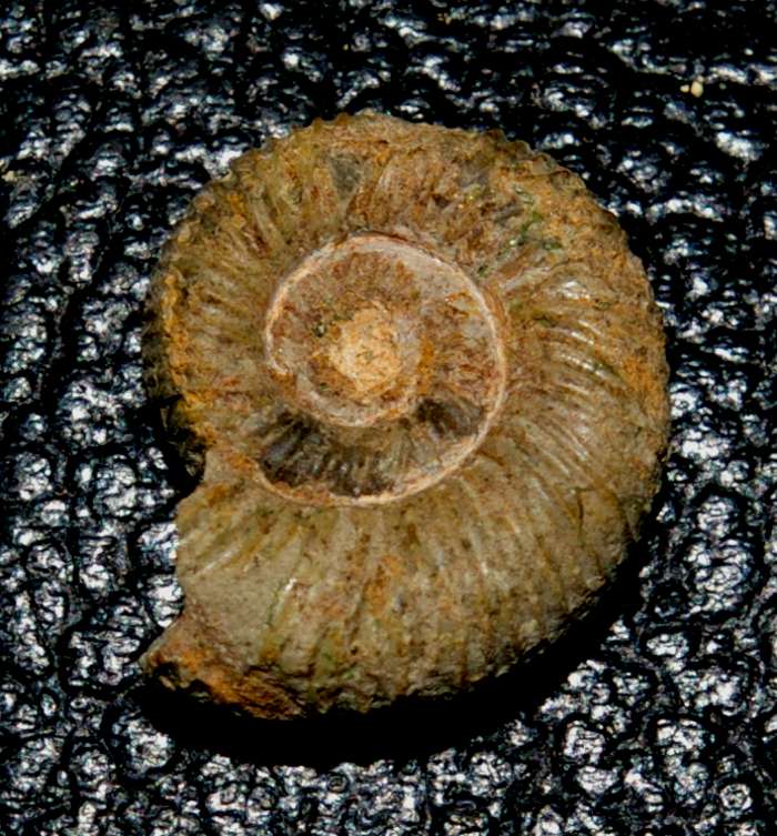 Callovian ammonite