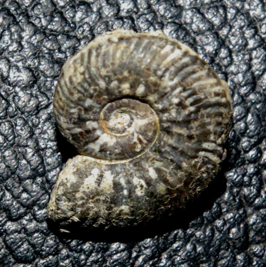Callovian ammonite
