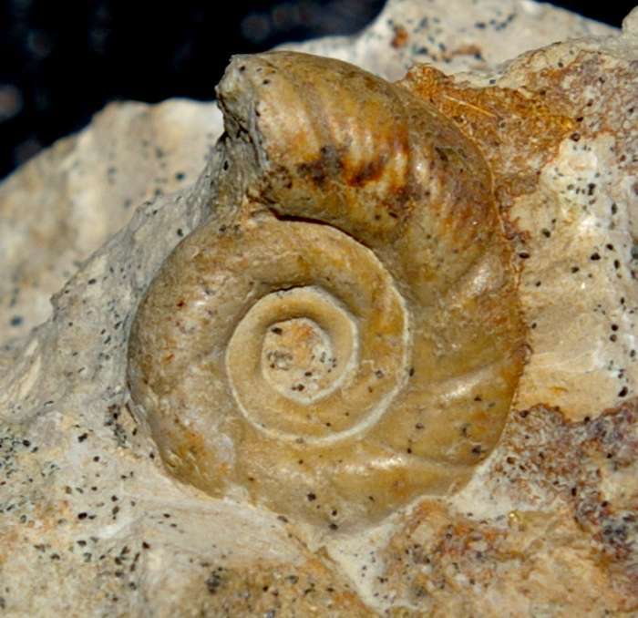 Callovian ammonite