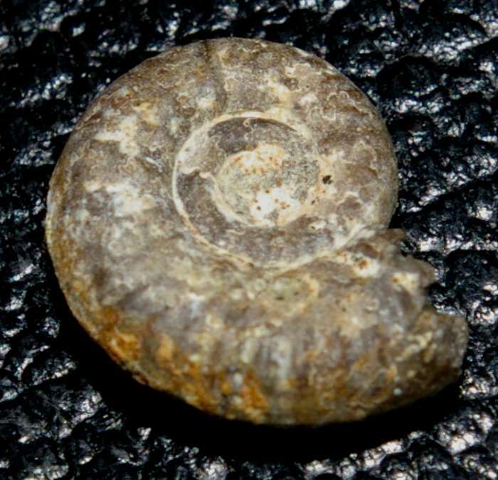 Callovian ammonite