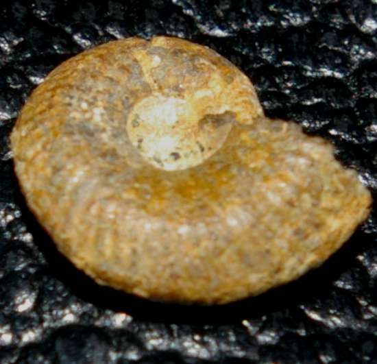 Callovian ammonite