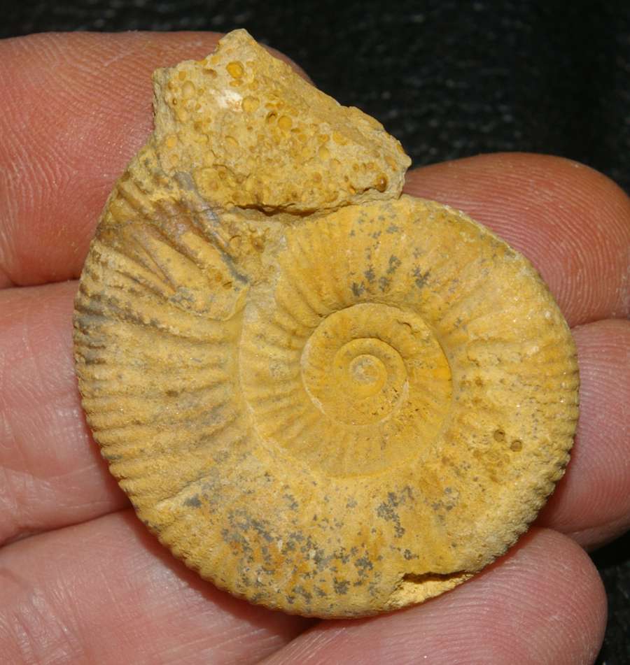Garantiana (Orthogarantiana) suevica