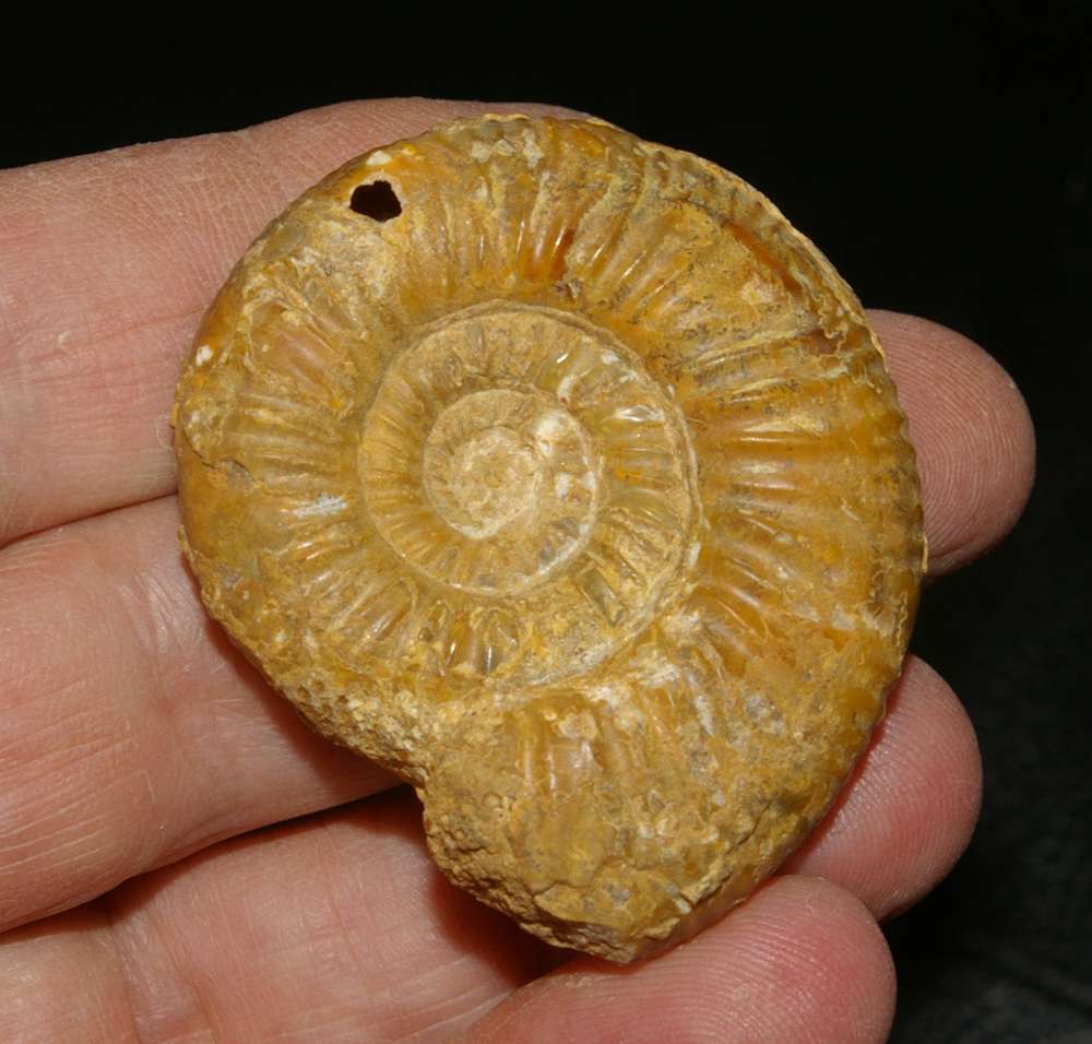 ammonite