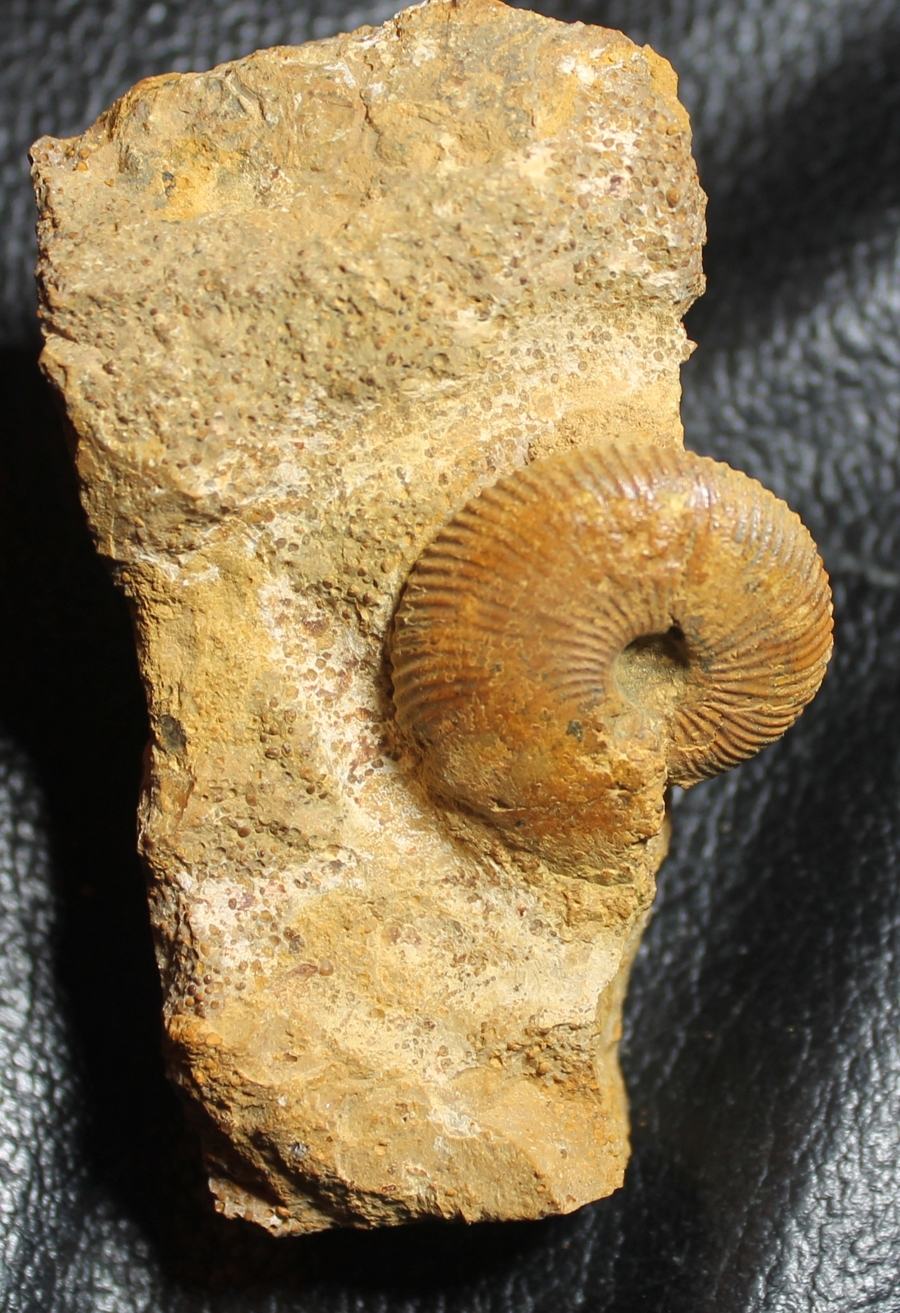 Chamoussetia chamousseti