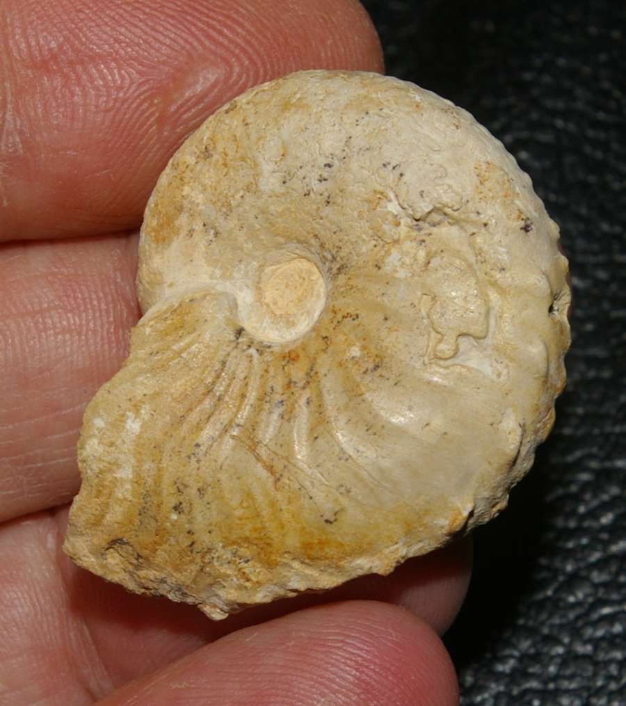 ammonite
