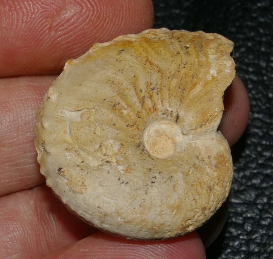 ammonite