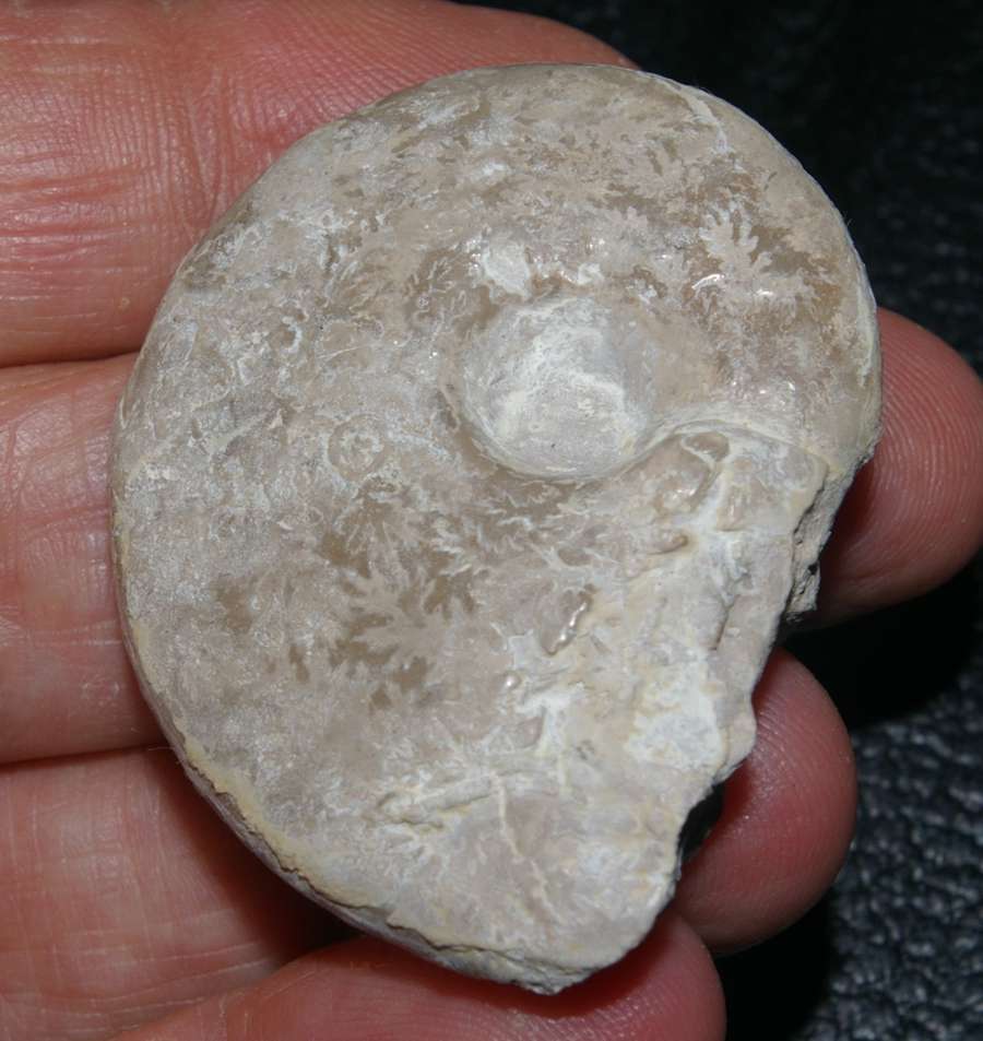 ammonite