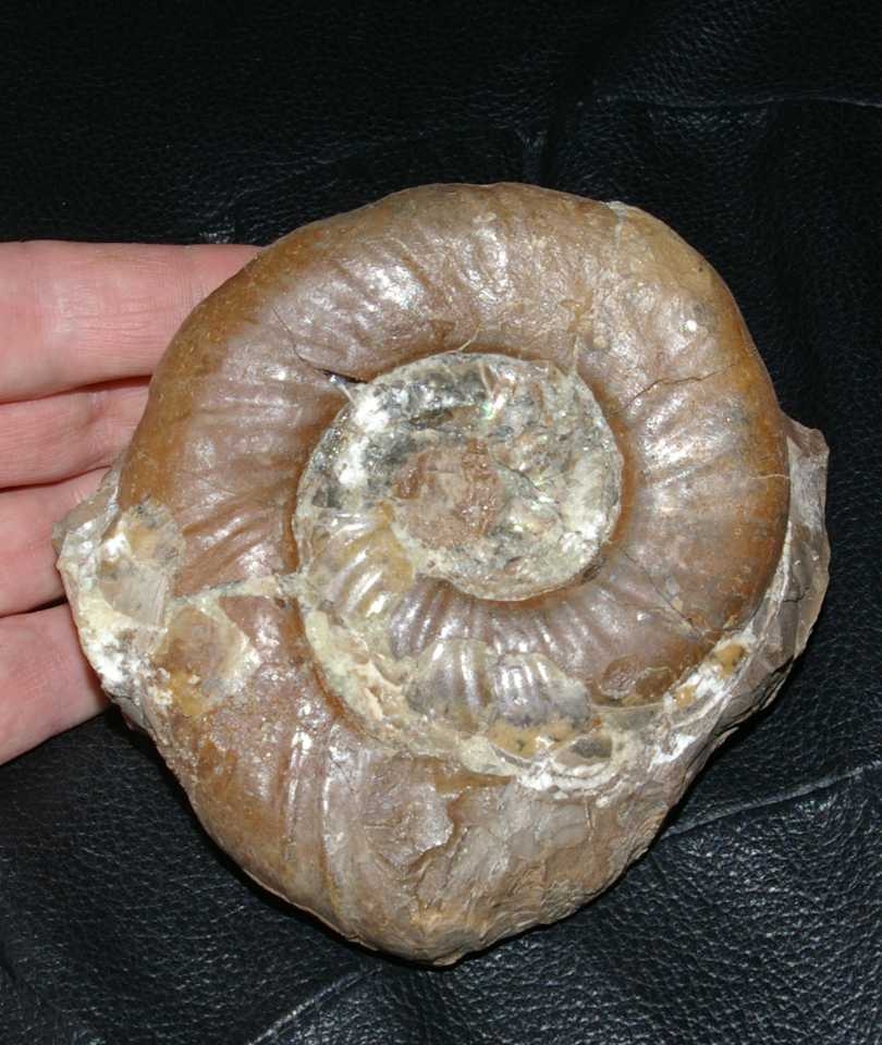 Bathonian ammonite 