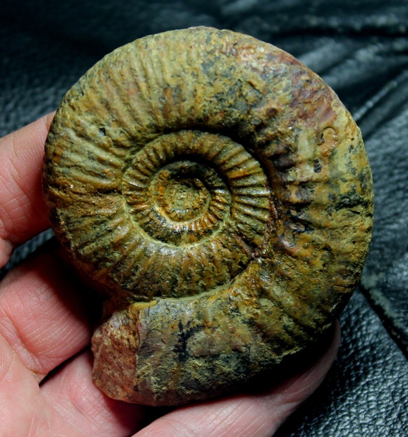 Perisphinctes 