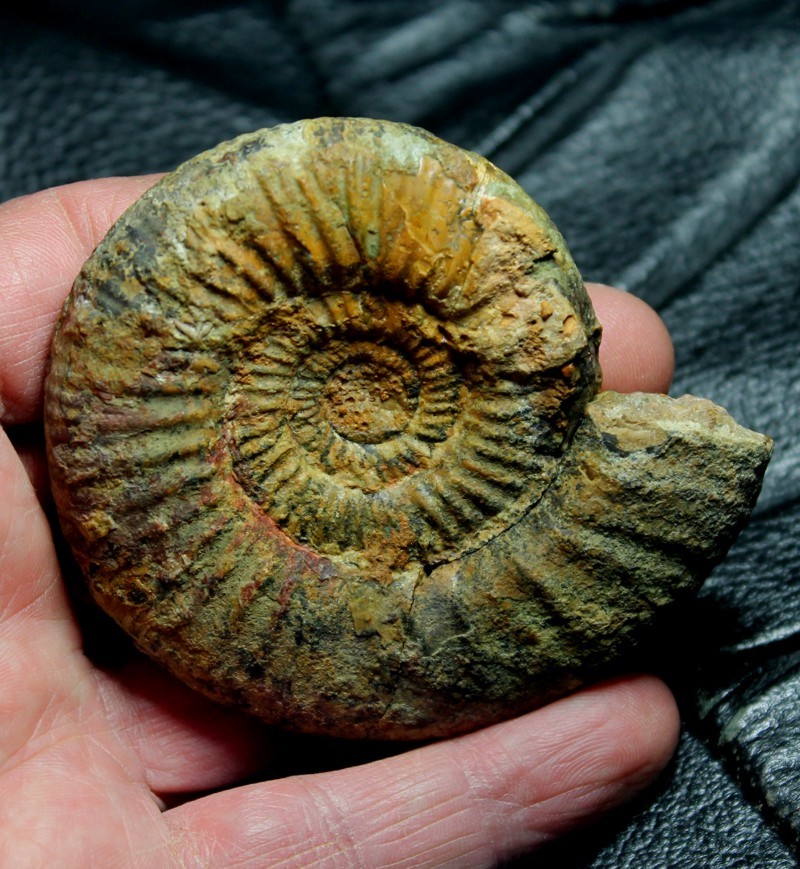 Perisphinctes 