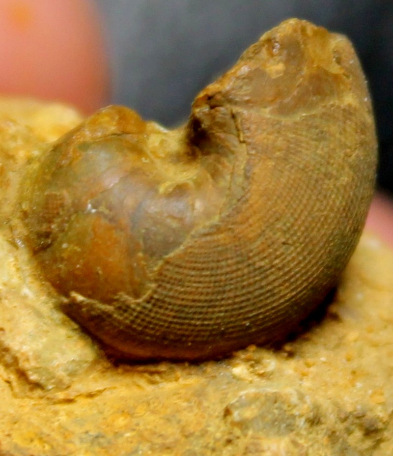 Cenoceras 