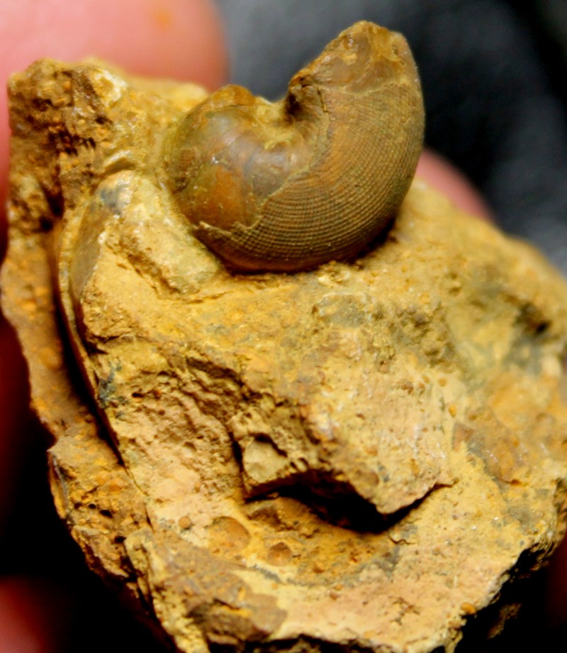 Jurassic, Callovian nautilus 