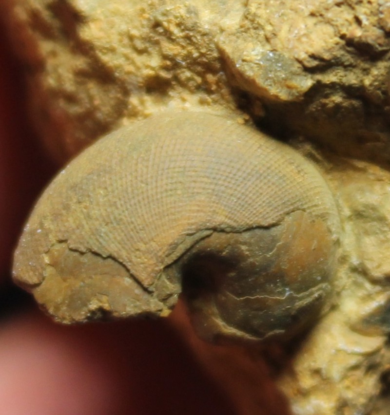 Cenoceras 